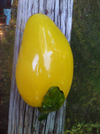 Murano Yellow Glass Pepper: Handblown Art Decor