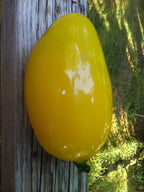 Murano Yellow Glass Pepper: Handblown Art Decor