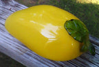 Murano Yellow Glass Pepper: Handblown Art Decor