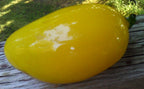 Murano Yellow Glass Pepper: Handblown Art Decor